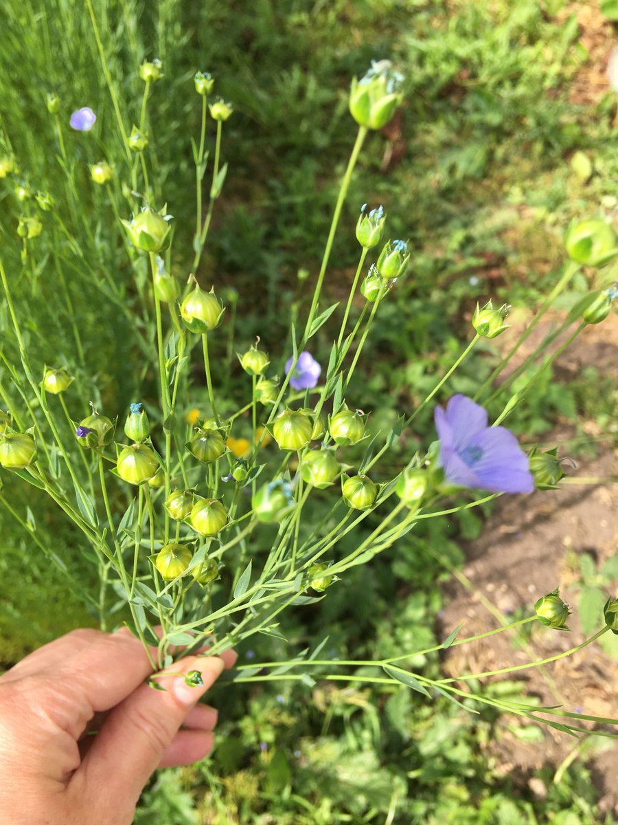 Flax update
The flowering phase is coming to an end and the seed pods are appearing. Call in tomorrow and take a look.