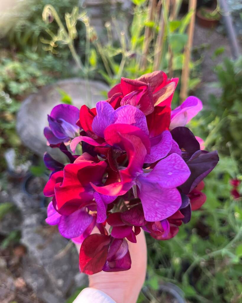 I cannot believe it! I have patiently fed them watered them and grown them from @chilternseeds - everything I have learnt has been all taught by the lovely <a href="/myrealgarden/">@myrealgarden</a> - so so grateful for Sunday school!! Xx #sweetpea  #matucana  #flowersmakemehappy #f… instagr.am/p/CgC4F4psB4j/