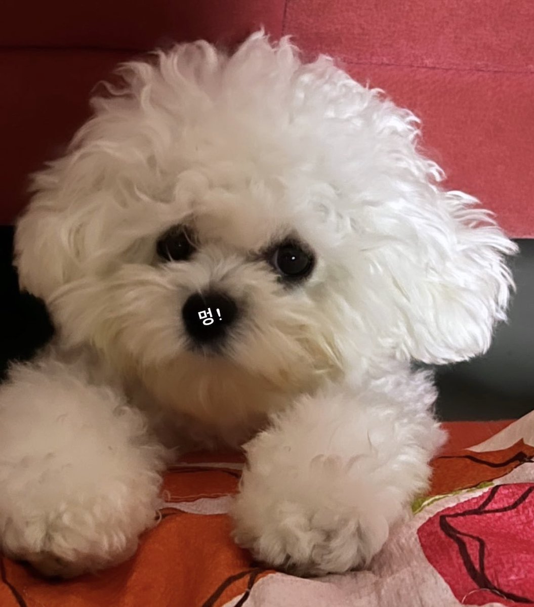 116pets tweet picture