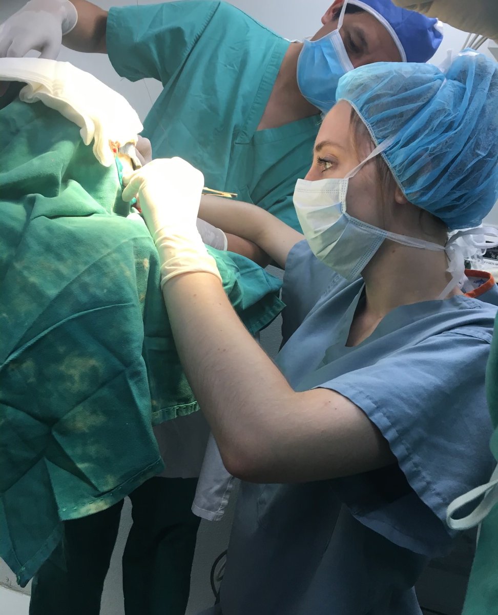 StanfordPlastic's tweet photo. 🌟 Intern Spotlight: Dr. Cybil Sierra Stingl 🌟⁠

🎓️ C. Sierra Stingl received her medical degree from Virginia Commonwealth University, School of Medicine. 
 
🏂️ 🏔️ 🐶 Outside of work, she loves snowboarding, hiking, &amp; training her German Shepherd.

🥳 Welcome, Dr. Stingl! https://t.co/NNJSM18Znh