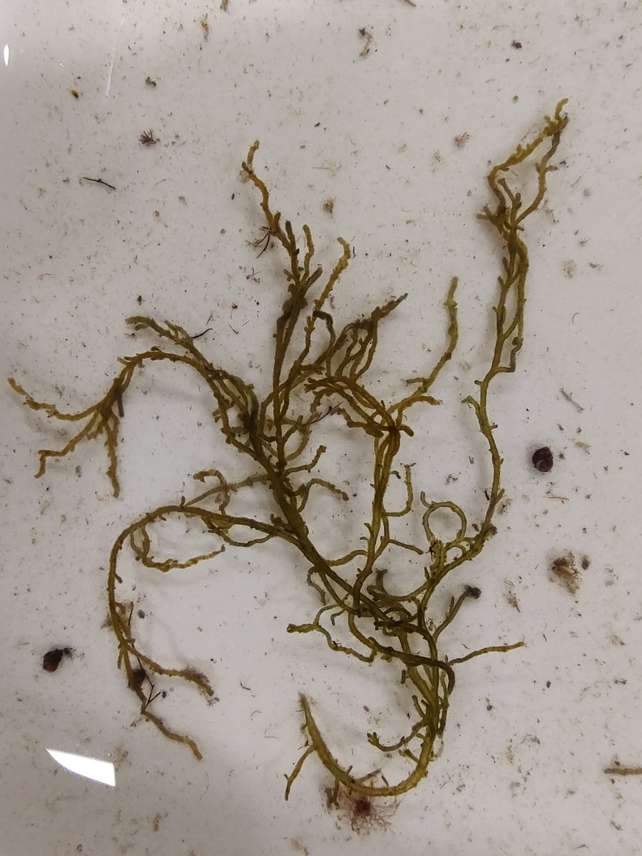 OBrien_Algae's tweet photo. Could I get some ID help/confirmation on this new-to-me brown #algae on this lovely #phycologyfriday? Small, irregular branching, covered in fine hairs. I was thinking Stilophora tenella? https://t.co/EAJFMCvkri