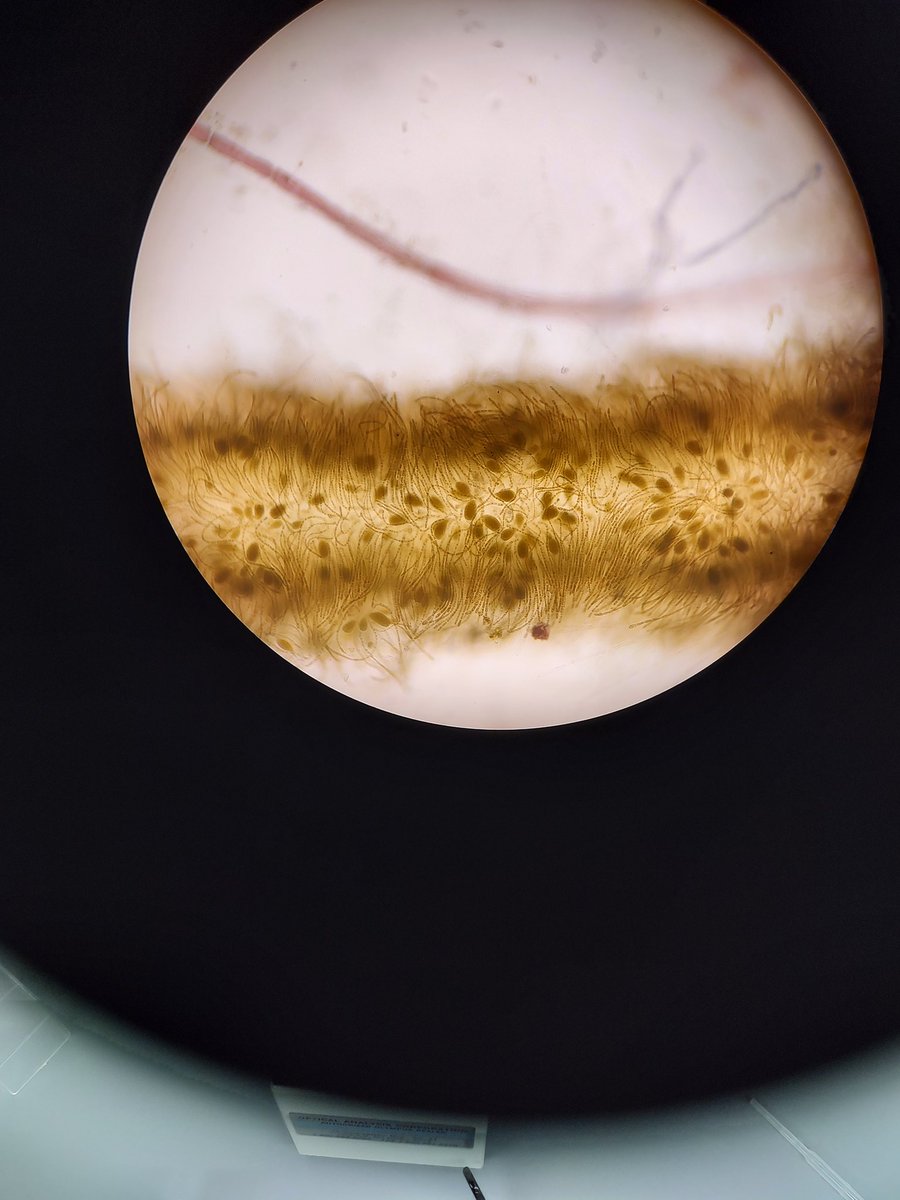 OBrien_Algae's tweet photo. Could I get some ID help/confirmation on this new-to-me brown #algae on this lovely #phycologyfriday? Small, irregular branching, covered in fine hairs. I was thinking Stilophora tenella? https://t.co/EAJFMCvkri