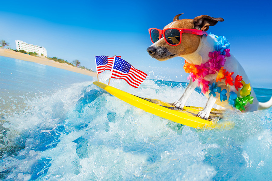 FocalPointSG's tweet photo. It's the dog days of summer! You don't want to spend your time inside managing your I.T.! Call now so you can head to the beach and leave the hard work to us! You deserve a vacation from all that, don't you? Yes. The answer is yes love. #fpsg #headinthesand https://t.co/V6uTopFWz3