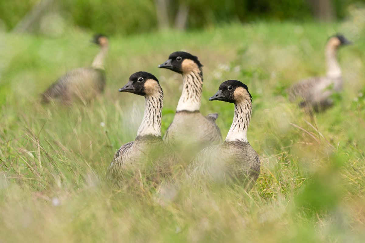 What’s good for the nēnē is good for the gander.

More than 200 nēnē, or the Hawaiian goose, were counted recently in Kaua'i on land managed by <a href="/USFWS/">U.S. Fish and Wildlife Service</a> as part of an annual statewide survey. 

USFWS photo: Laurel Smith