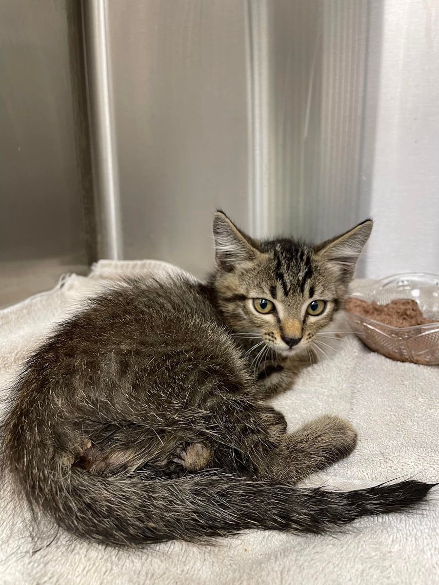 URGENT MEDICAL RESCUE NEEDED Cute little kitten is named Buttons. A good Samaritan picked her up off the road in Needville after witnessing the kitten be run over multiple times when she fell out of someone’s wheel well.￼￼ Buttons is unable to walk and we believe that at