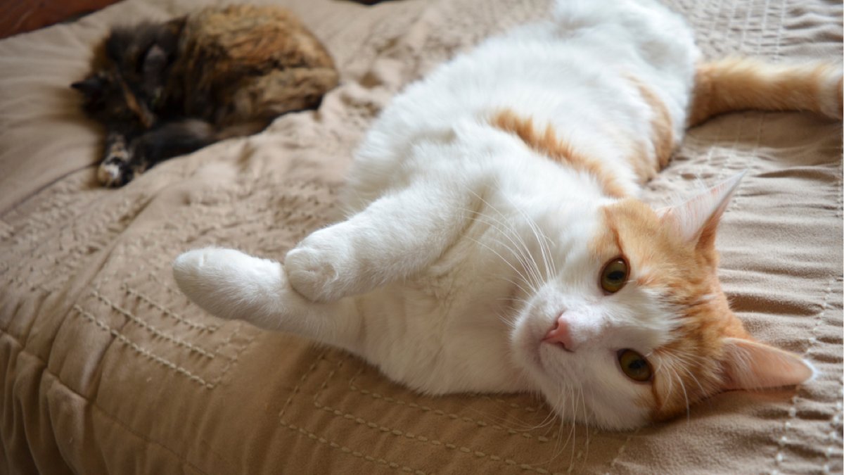 MoneySavingExpert tweet media