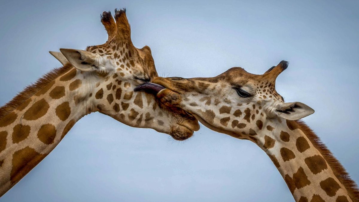 "Wildlife is something which man cannot construct. Once it is gone, it is gone forever. Man can rebuild a pyramid, but he can’t rebuild ecology or a giraffe." - Joy Adamson.

#giraffe #quote #fridayfeeling