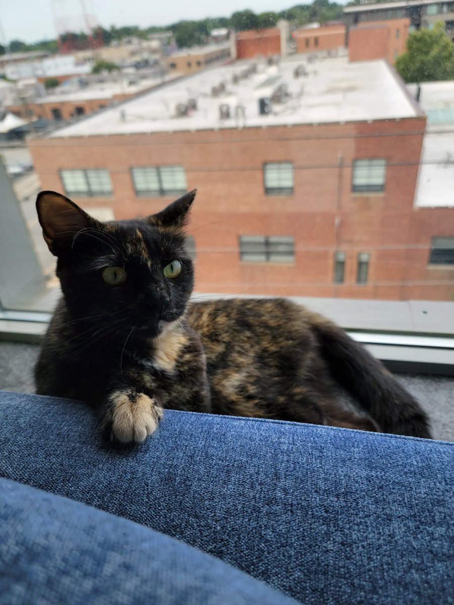 cattmcmullan's tweet photo. Just obsessed with my cat over here https://t.co/yOXp1rF6Cd