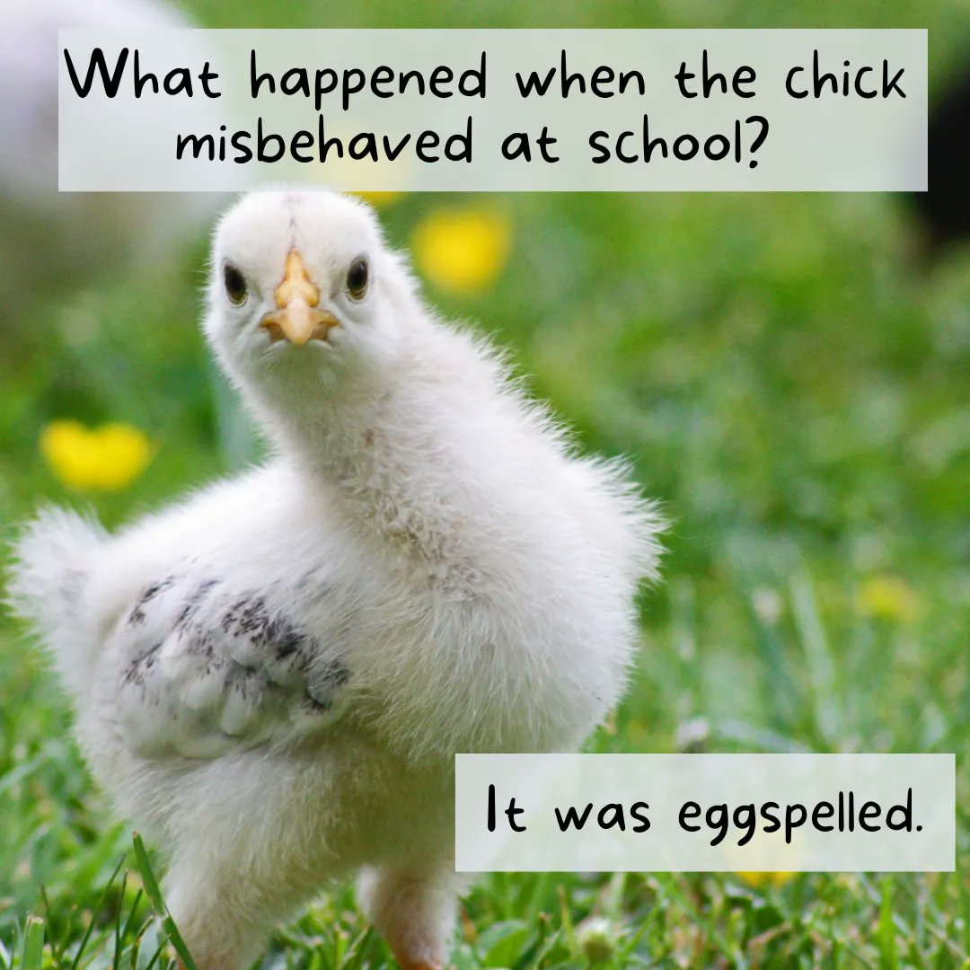 PolywestLtd's tweet photo. #FarmJokeFriday! What can we say? We're just a bunch of comedi-hens. π
Have a great weekend! https://t.co/KpvGVgpIoG