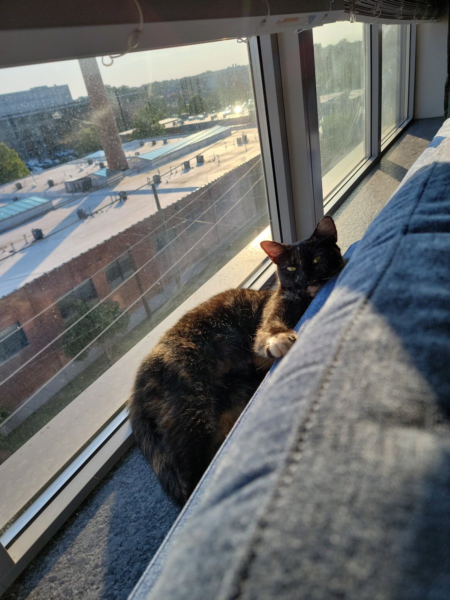 Just obsessed with my cat over here