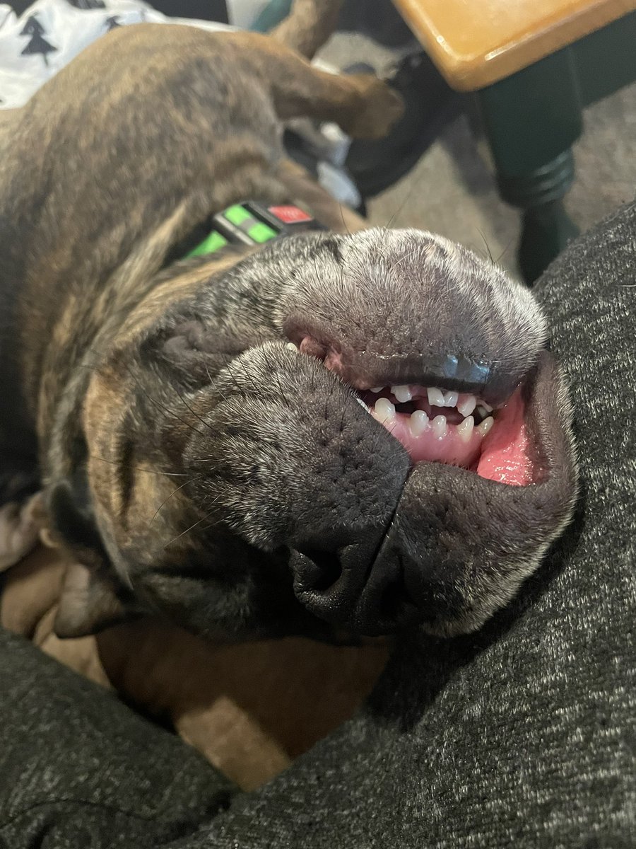 DaveIacovino's tweet photo. I told him to smile for the cameraβ¦ yeah thatβs my dog alright. #pitbull #toofers #dogsmile https://t.co/0ZqM0MsHdq