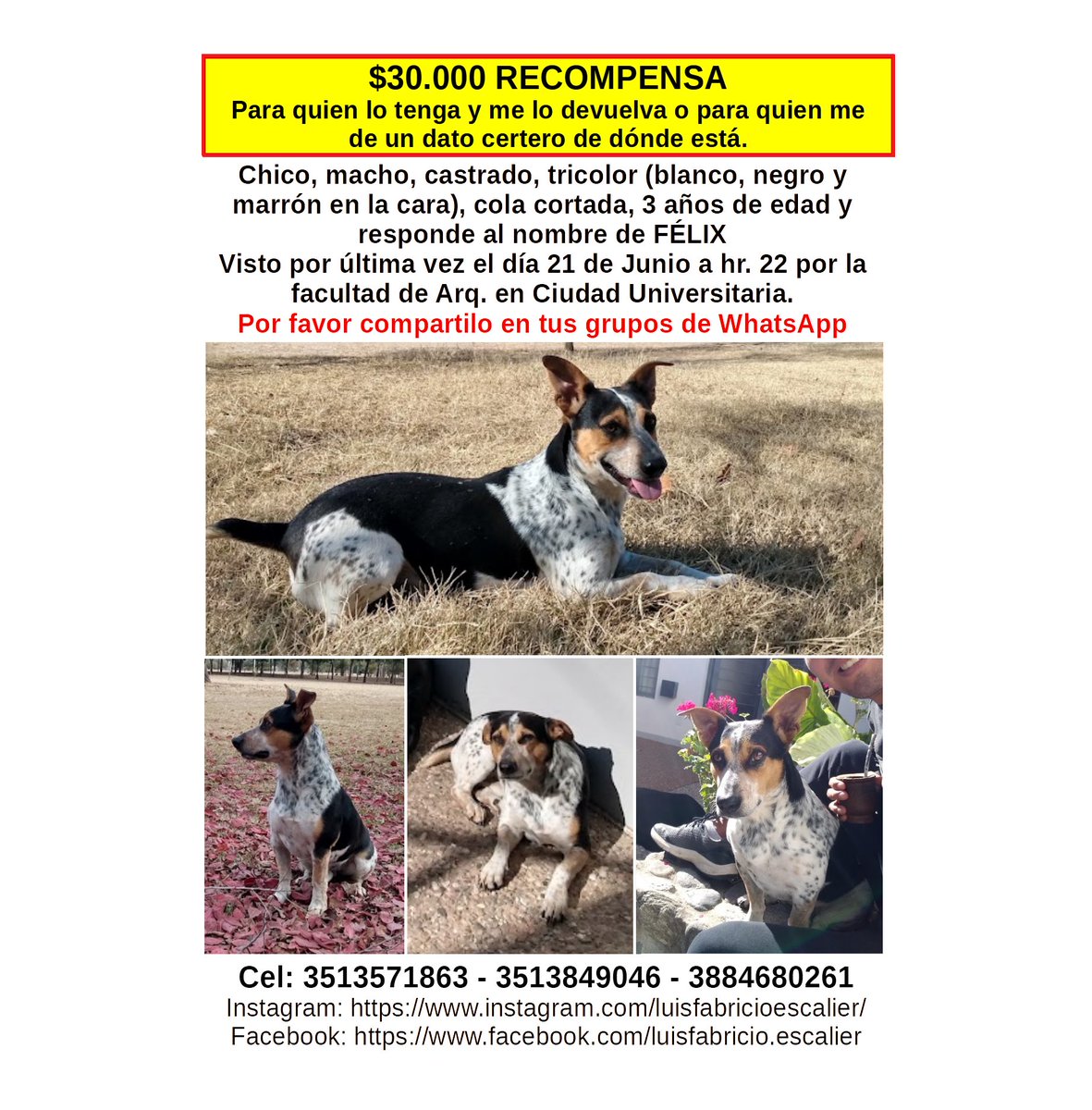 lfe_2_fe's tweet photo. Sigo buscando a mi amigo. Se extreavió en Ciudad Universitaria el día 21 de Junio. Ya puede estar en cualquier barrio.
No tengo ninguna novedad sobre él, así que si lo compartis me ayudas muchísimo. 
@VivireNuevaCor @en_guemes @MuniCba @LagartoShowOk @ElDoce https://t.co/L9hpWNSk1S