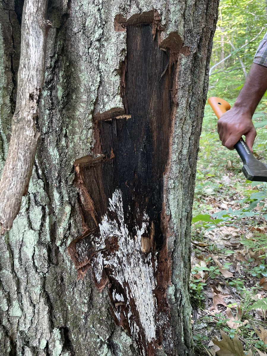 Dr. Monique L Sakalidis tweet media