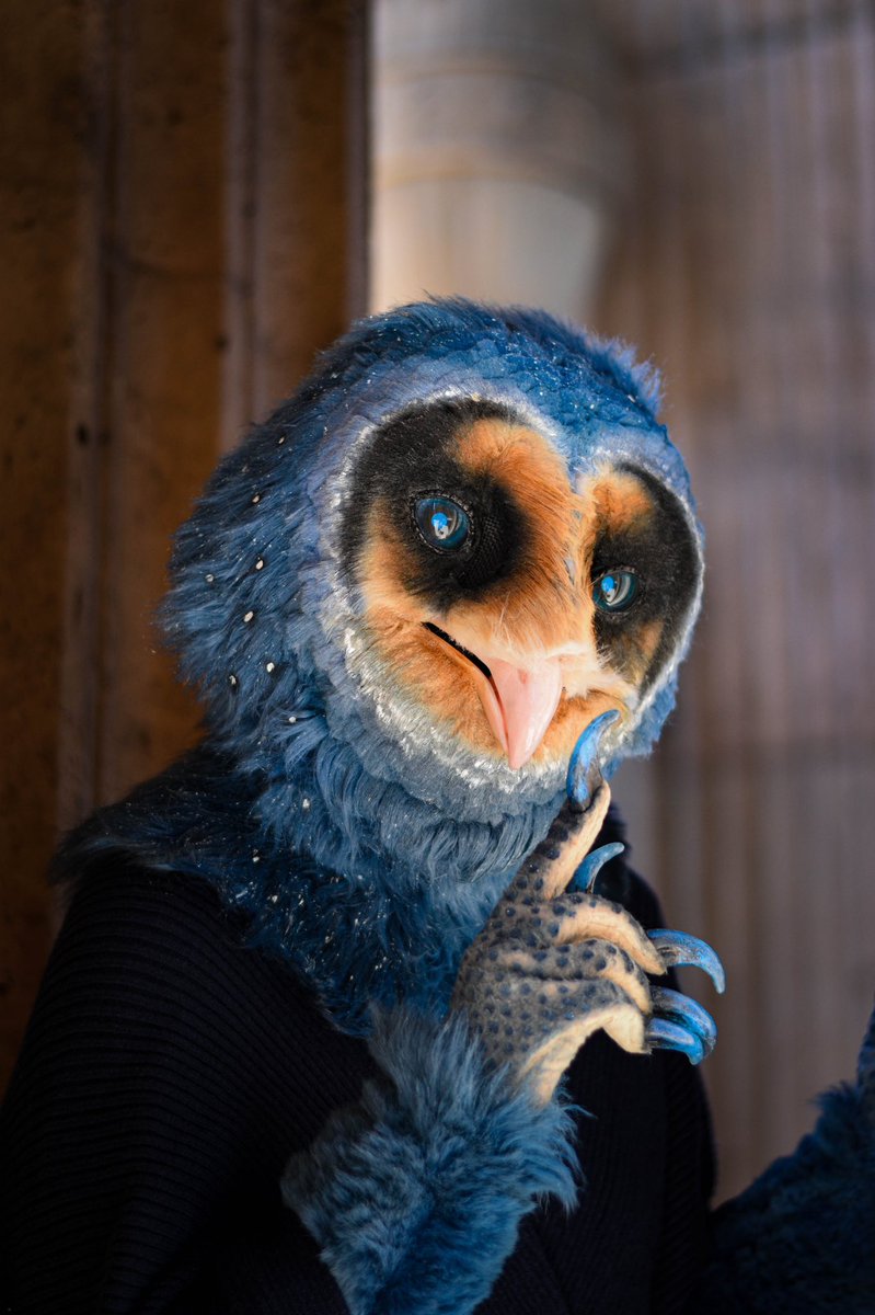 Owl_Alunar's tweet photo. "Shhh. Gotta be quiet in the library" 

📸 @owlbabeart 💕 https://t.co/onaVa88eDq
