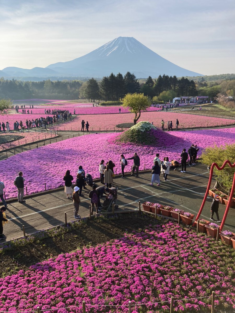 朝から賑わう 富士山と芝桜の人気ぶり😊✨ そうだ、この夏、会いに行ってみよう🍀✨ 富士山 本栖湖芝桜まつり