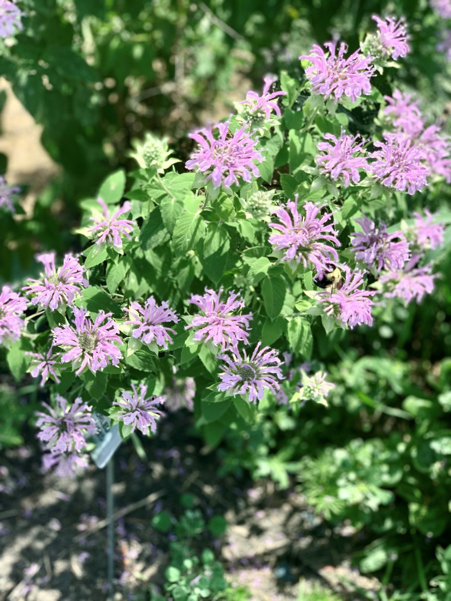 nature_neb's tweet photo. Café Monarda in Omaha’s Old Market is the hottest spot for bees today. I guess you could say... it's getting a lot of buzz.#terriblejokes #urbanprairie #oldmarketomaha #popupoasis #poweredbypartners #littleprairie https://t.co/LkSDr7cfT3