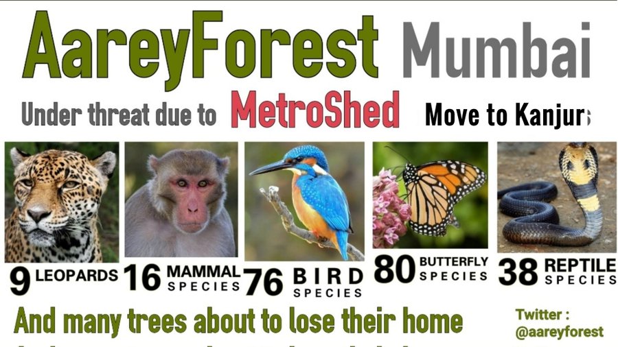 #AareyForest is home to 290 species of wildlife

-16 species of mammals (leopards, deer, civet cat, spotted cat, wild boar, jackal,monkeys) 
-76 species of birds
-38 species of reptiles
-13 species of amphibians
-27 species of insects
-86 species of butterflies
#SaveAareyForest