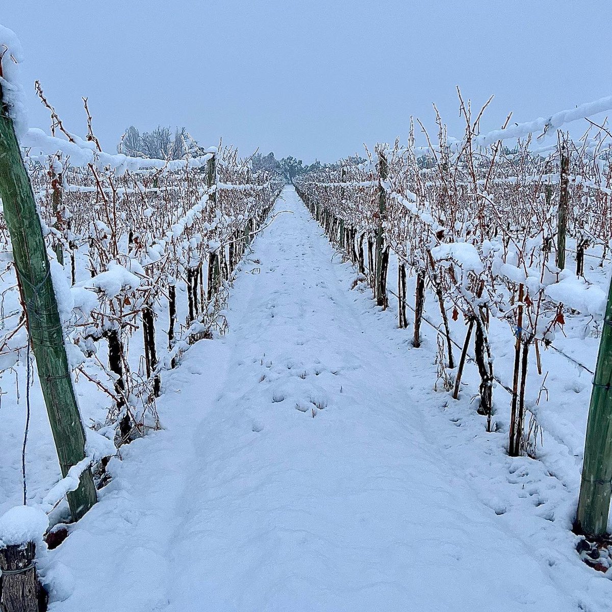 Asi amanecimos hoy en <a href="/BodegaRucaMalen/">Bodega Ruca Malen</a>