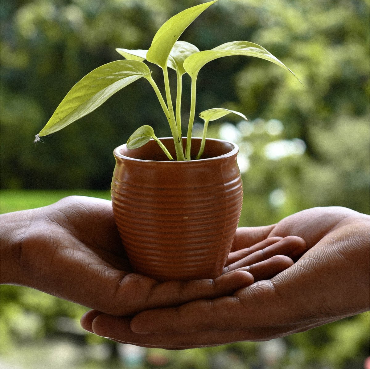 Green Chamber tweet media