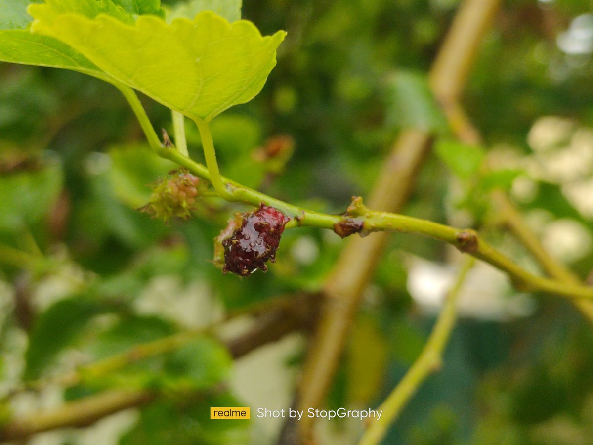 StopGraphy's tweet photo. No filter
No editing
@realmeIndia
@realmecareIN @YogeshModi_ 
#stopgraphy #Monsoon2022 https://t.co/FrCGQR8piV