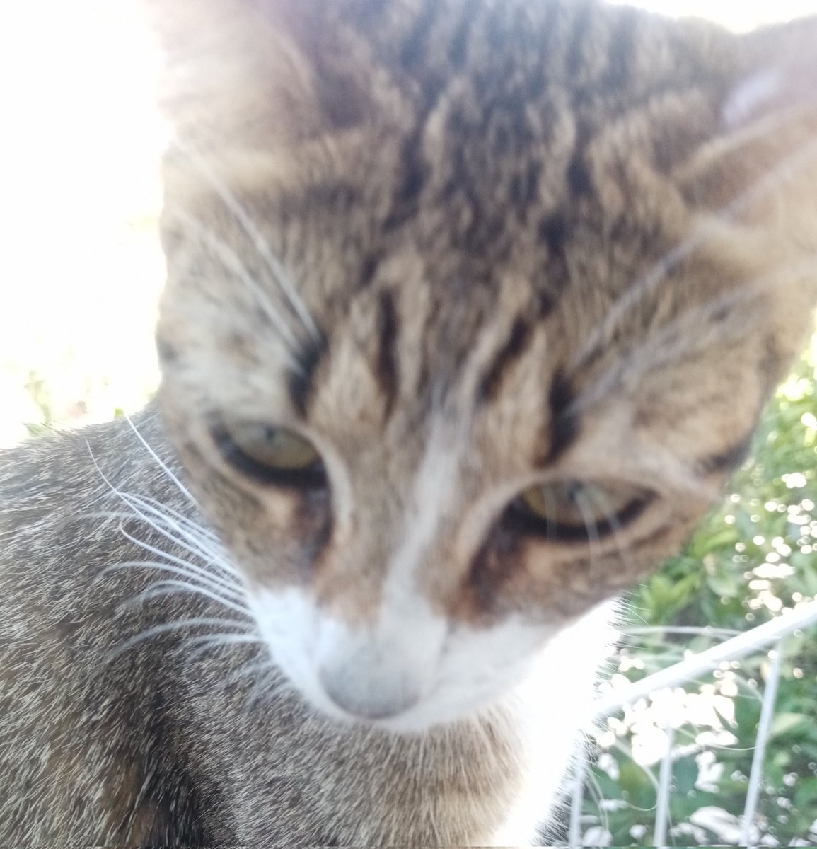 soy_cherry_'s tweet photo. Nadie:
Los perspectiva de los personajes anime cuando se ponen serios:
#animu #cat #gatos #serio #Gatita #anime https://t.co/see04WwTpu