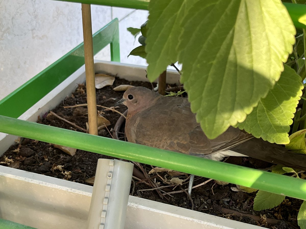 Moshe Bar-Siman-Tov משה בר סימן טוב tweet media