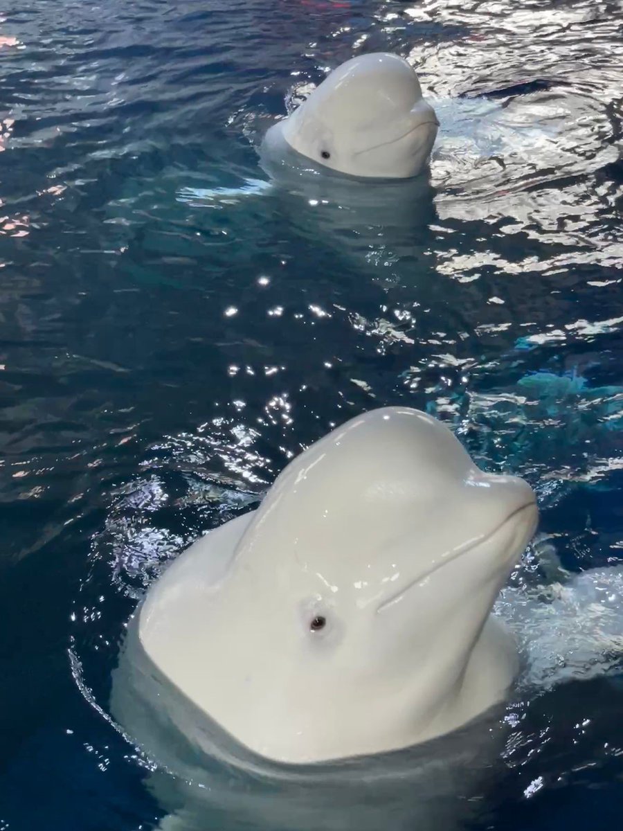 Happy Friday! Little White and Little Grey are doing well and our team is hard at work on final preparations for the upcoming move back to the bay!