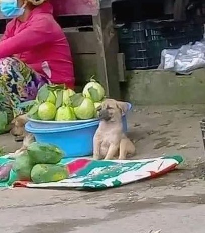 perkmaybe's tweet image. *na dog wey hustle go make am*