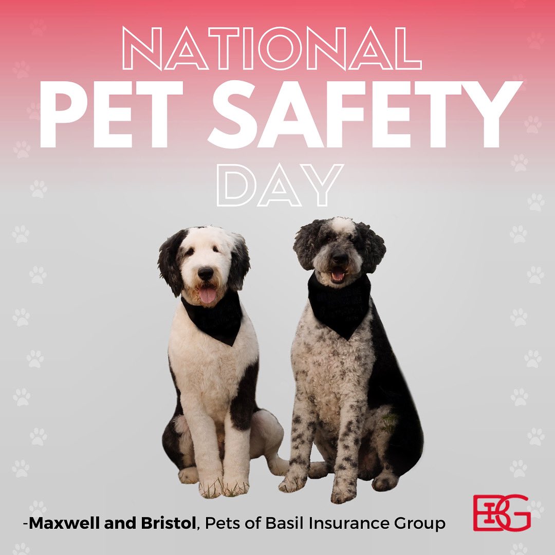 basilinsurance's tweet photo. Be sure to give all your pet friends an extra treat today for National Pet Safety Day! 🐾 #protectedBIG #getBIG 

-Your friends at Basil Insurance Group 

Phone-
•614-696-4505 https://t.co/EXo7q5o9r1