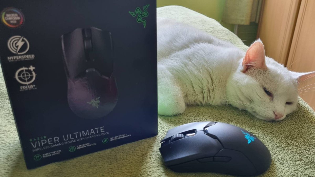 LiquidSnakePL's tweet image. Got #Razer Viper for my little viper👧 I'm impressed, build quality and materials are top-notch, and the precision in games is the same, can't blame the mouse for missed shots! According to RTINGS, top 3 (before V2 Pro), I believe them! 
Left-handed ✅
Large hand ❌
🐈for scale.