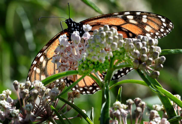 nela_minded's tweet photo. If your going to plant Milkweed for Monarch butterflies make sure it's #NativeMilkweed &amp; please don't purchase the tropical milkweed called Asclepias curassavica, which the California Department of Food &amp; Agriculture classified as a B-rated noxious weed  https://t.co/pACbxDHwh3 https://t.co/vxdG7HlgsX