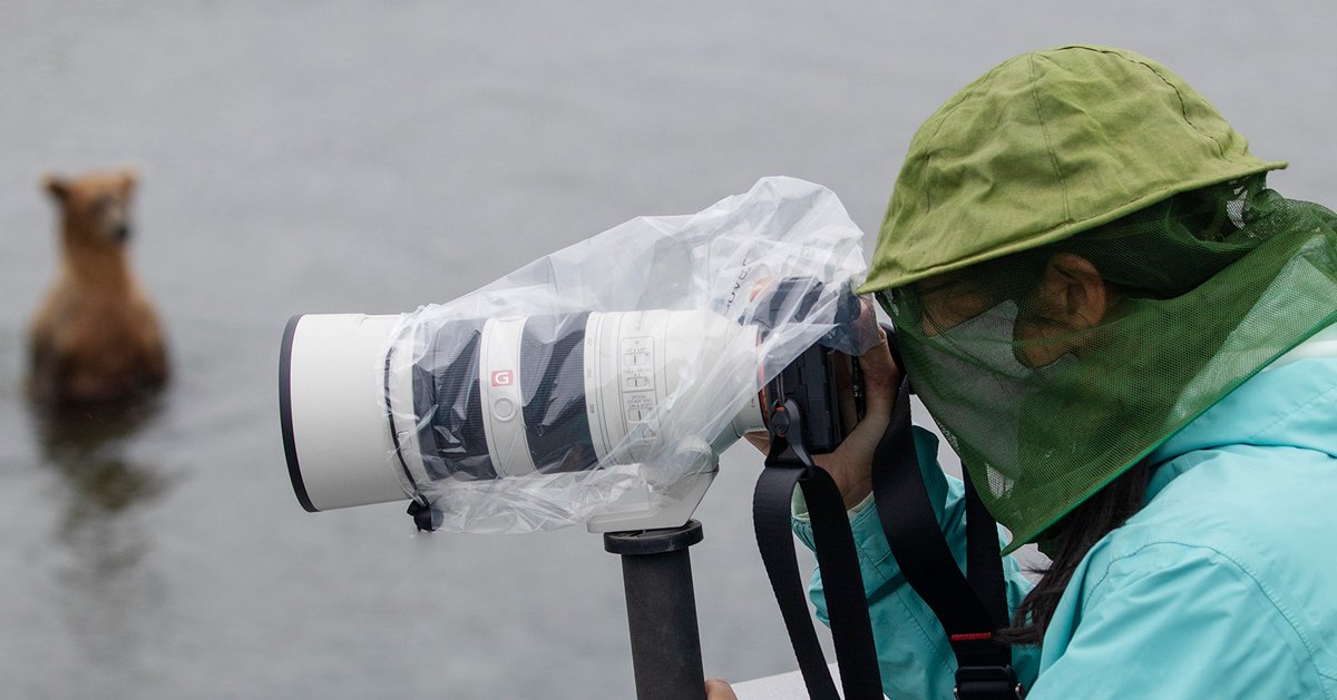 KatmaiNPS's tweet photo. Tune in for #ProPhotoFriday pointers:
Tip 1: Bring Appropriate Gear & Keep It Near
- Pack a telephoto 200mm+ lens if you own one
- Bring protective clothing (sun, rain, bugs)
- Stabilize your shot (monopods only at the Brooks Falls Platform ✔️, tripods allowed elsewhere ✔️) https://t.co/Rcv8ZA43j3