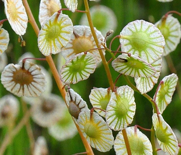 WorderFun's tweet photo. 🏵️ Word of the day: Lacepod

Annual herb having pinnatifid basal leaves and slender racemes of small white flowers followed by one-seeded winged silicles

#worder #wordoftheday https://t.co/pPNDCf0UdH