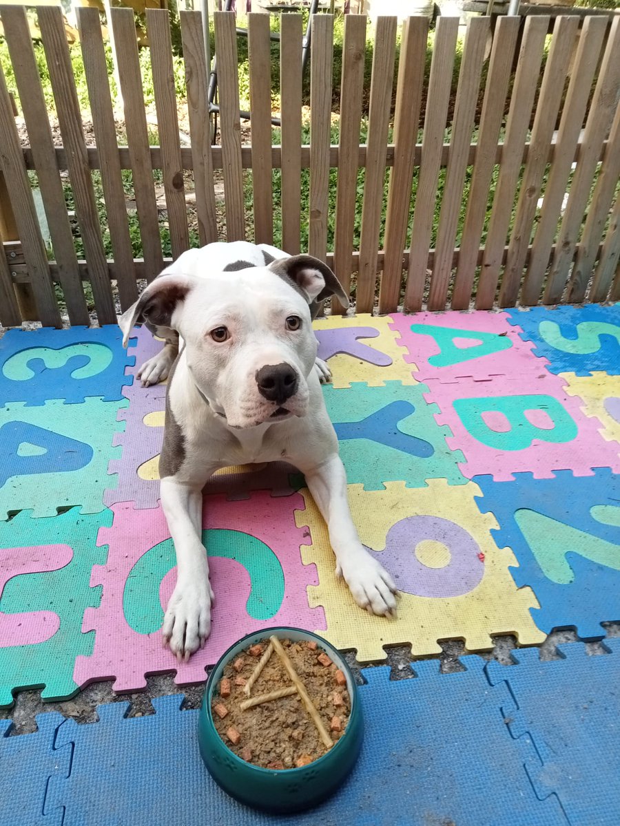 bully_ella's tweet photo. 4 Jahre Ella ♥️🐶♥️🐶🥳🥳 https://t.co/xuDup3Ezrm