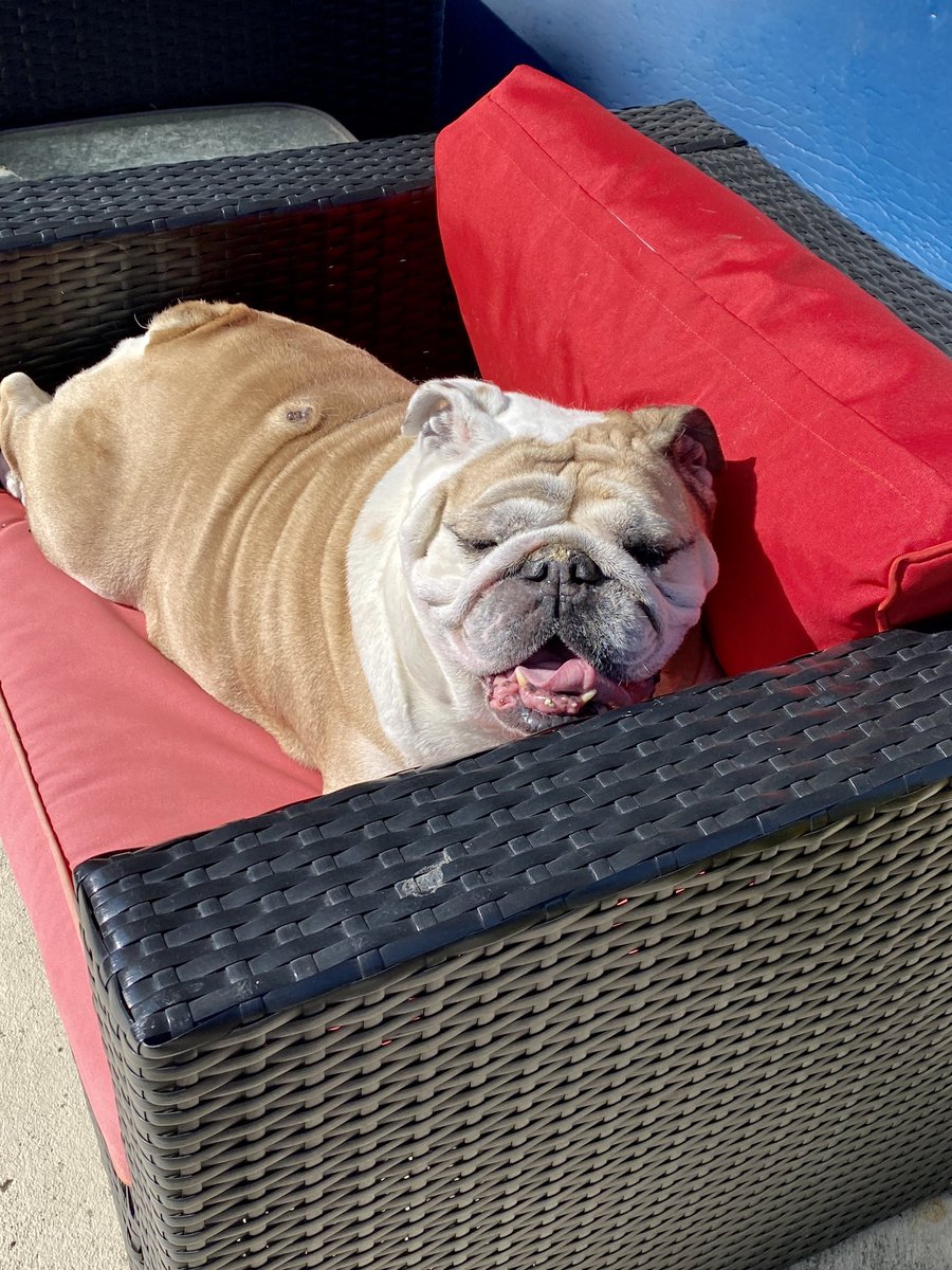 Catsemail's tweet photo. Oh it is not too hot for bulldogs out here and I don’t want to go in the house. #funhater https://t.co/kMd1LkusbC