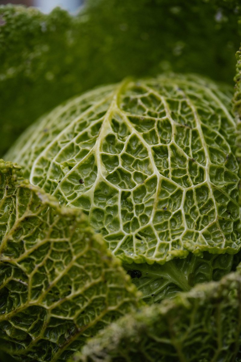 “In the past, it was common for an estate to produce its own vegetables. I still feel that every estate should have its own kitchen garden.”, said by agricultural advisor Stefan Muijtjens.

Check out the full interview via link in bio. 

#OCMagazine #Collection22