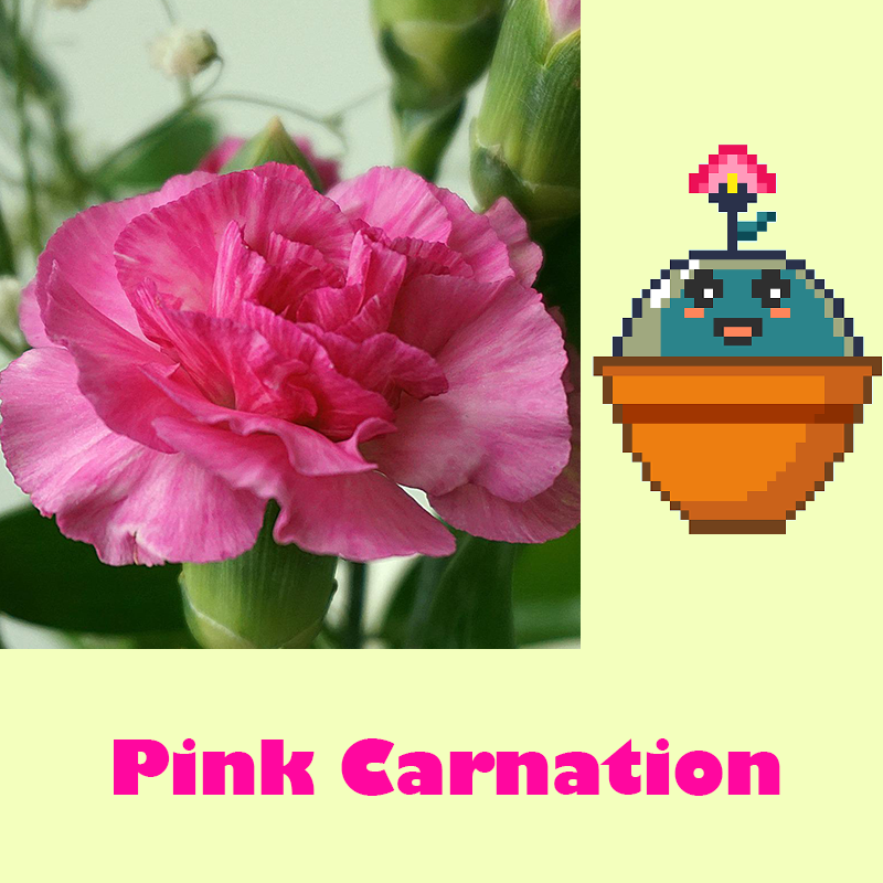 TreeBrosNFT's tweet photo. FIRST TREEBRO EVER MINTED!! 🎉🎉

PLANT: PINK CARNATION  
Carnations, national flower of SPAIN, symbolizes fascination, distinction, love.

Find out which plant you get, presale is live now!

#nft #MintOfTheDay #mintingnow #presale #spain #flowerofgods #nationalflower #nfts #mint https://t.co/L1IiuXj18c