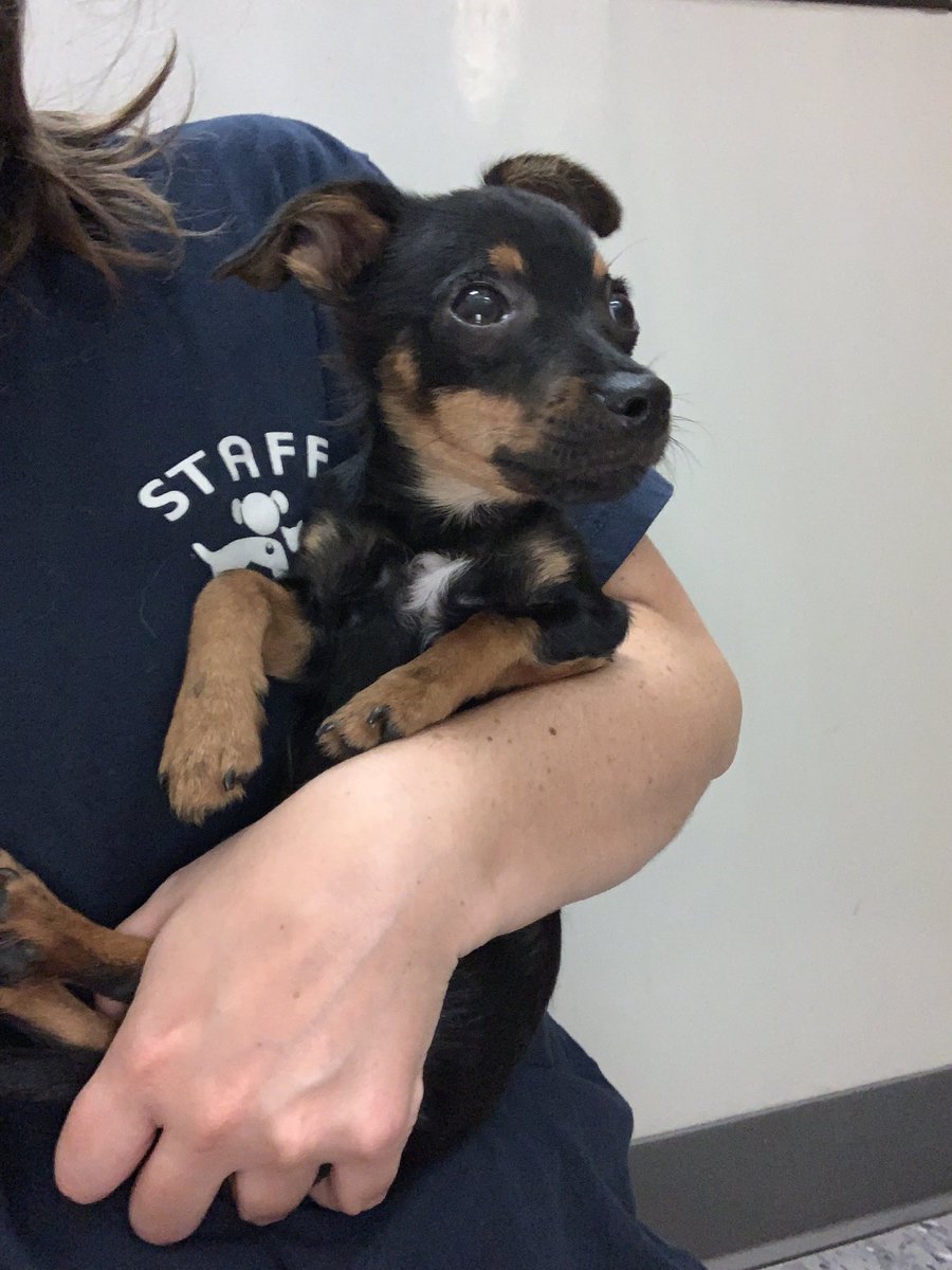 dog_rates's tweet photo. This is Macaroni. He was born with a fused front left elbow, making that leg shorter than the rest. It's painful for him, so he needs surgery to correct it. His foster says the only time his tail stops wagging is when he sleeps. You can help him below ❤️‍🩹

https://t.co/pkpBUXba4R https://t.co/U1vHpmLUYO