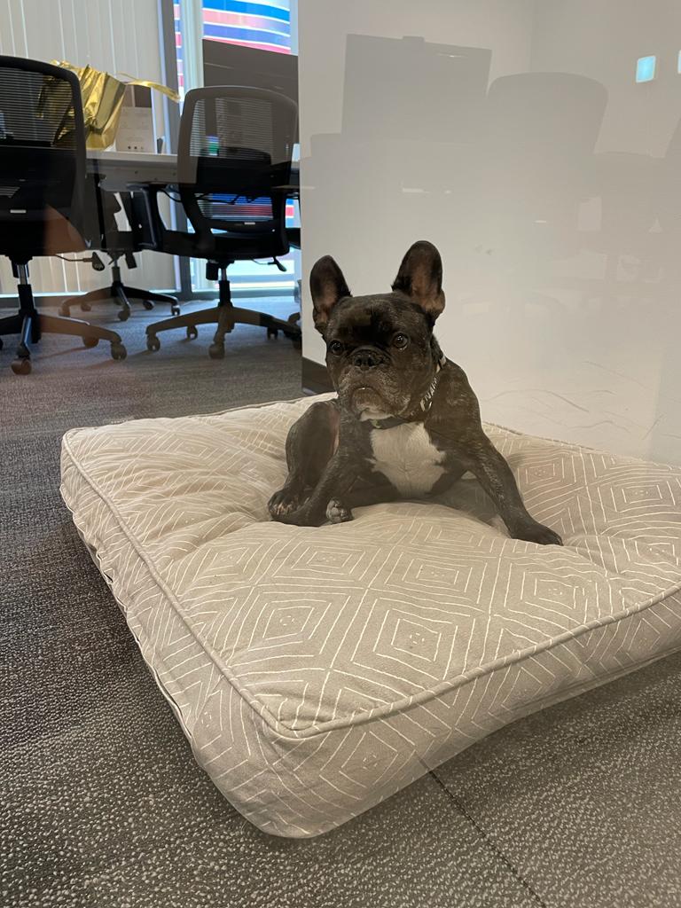 ¿Qué opinan de llevar a las mascotas al trabajo? Muchas de nuestras oficinas son #Petfriendly algunas de sus ventajas son:

- Reduce el estrés.
- Mejora el ambiente laboral.
- Mejora la creatividad y la productividad.