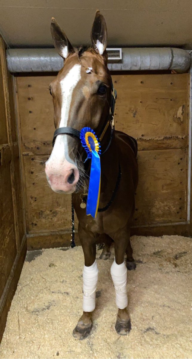 I Can Steel 🥇 igår på Örebro i ett stayerlopp. Segertid 1.14,9/3180 Grattis till ägare Bengt Westerberg 🥂 #stark #stallnicklaswesterholm