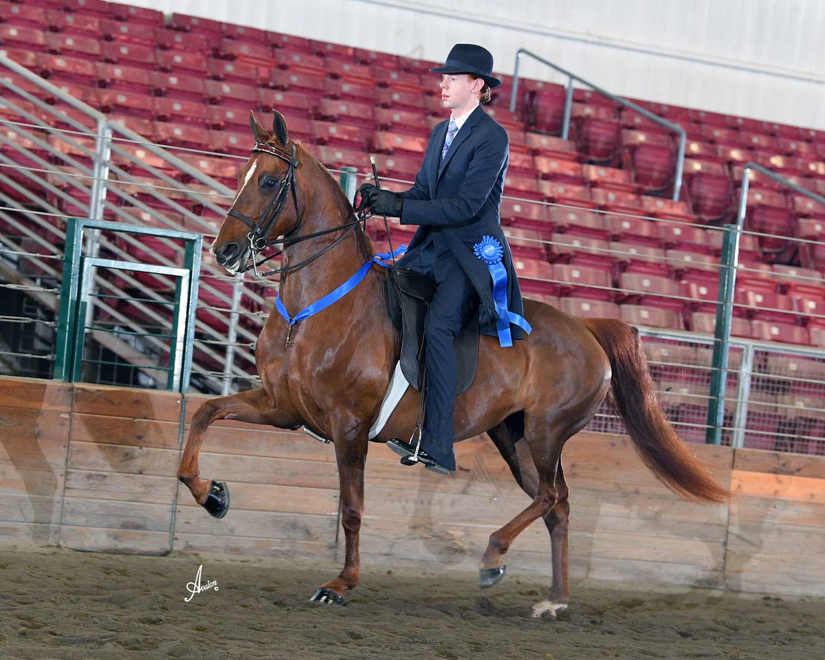 MorganShowcase's tweet image. An impressive pedigree, trained to ride and drive and started on patterns, here's a wonderful junior exhibitor horse with potential for producing champions in her future!

morganshowcase.com/crown_helen_wh…

#MorgansForSale #MakeItAMorgan #MorganMareForSale #MorganChampions #ClassicPleasure