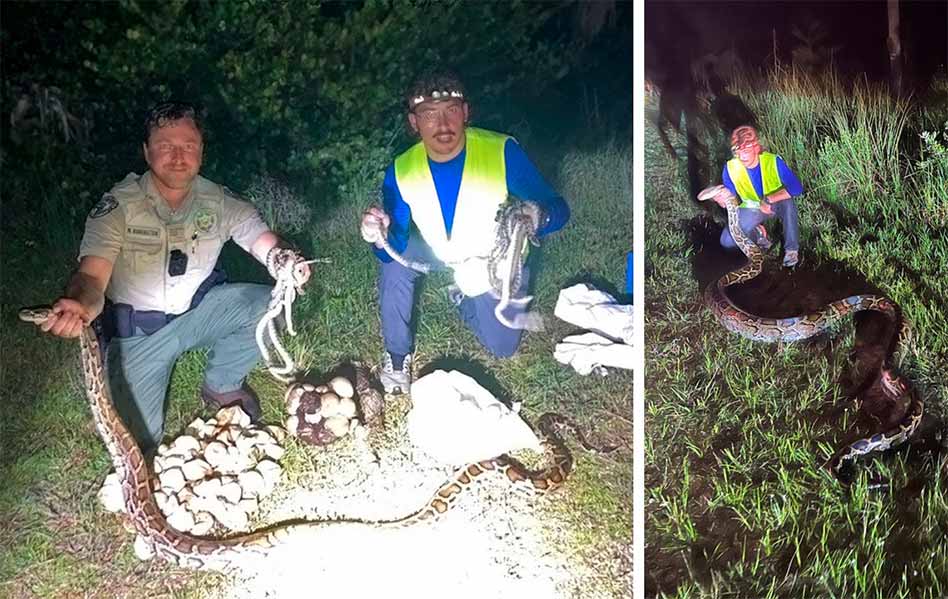 positiveosceola's tweet image. A female Burmese python was recently found in the Big Cypress National Preserve on a nest containing 23 unhatched eggs and 18 additional python hatchlings. A second breeding female was found which measured 17 feet, 6 inches long. bit.ly/3o3WIx9
#FloridaPython