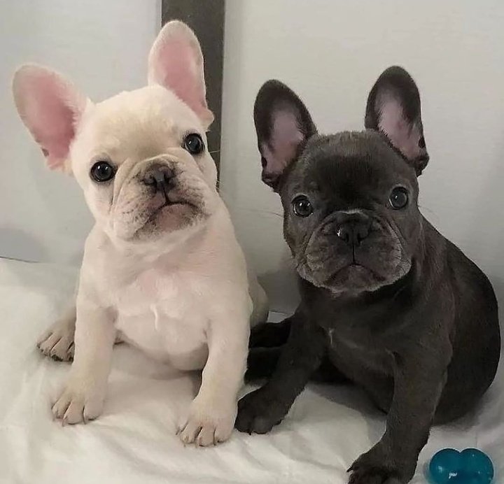 Double trouble Which ones cuter,left or right🥰🥰
Say "Yes" if you are a French bulldog Lover😍😍

<a href="/frenchielover90/">French Bulldog</a>

french.bulldog.lover Aww 
TAG a friend Follow our page 

.bulldog.lover #frenchiebulldoglover #frenchiebulldog #frenchiebulldoglover #dogsoftwitter