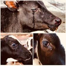 MiMuawakening's tweet photo. nothing 'humane' ever happens in a slaughter house..who would ever change places with these innocent victims.. #endspeciesism #goVegan #vegan #veganism https://t.co/QPpYijvbqa