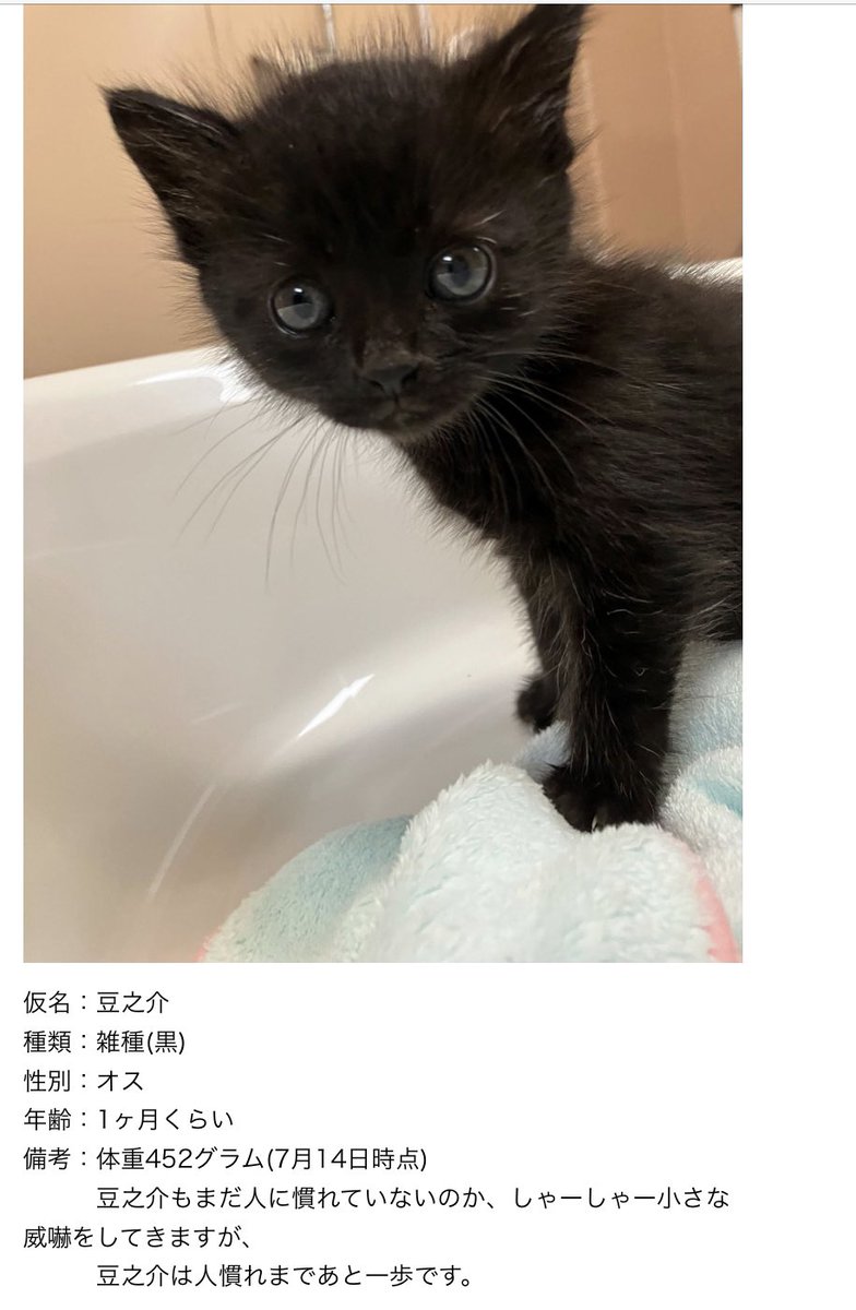 ゼロ 北海道 Northerncat Twitter