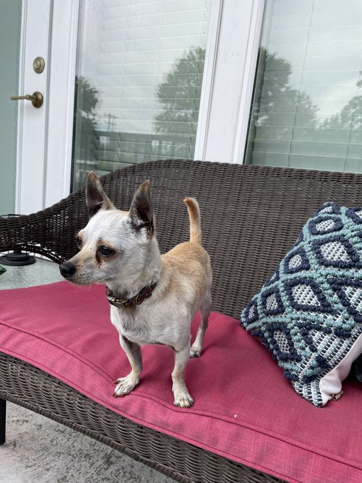 I would like to introduce my new little friend and traveling buddy &hellip;   Ricardo del Rio https://t.co/<a href="/tag/follow"class="tags"><span>#follow</span></a><a href="/tag/like"class="tags"><span>#like</span></a><a href="/tag/retweet"class="tags"><span>#retweet</span></a><a href="/tag/msstarsandstripes"class="tags"><span>#msstarsandstripes</span></a>