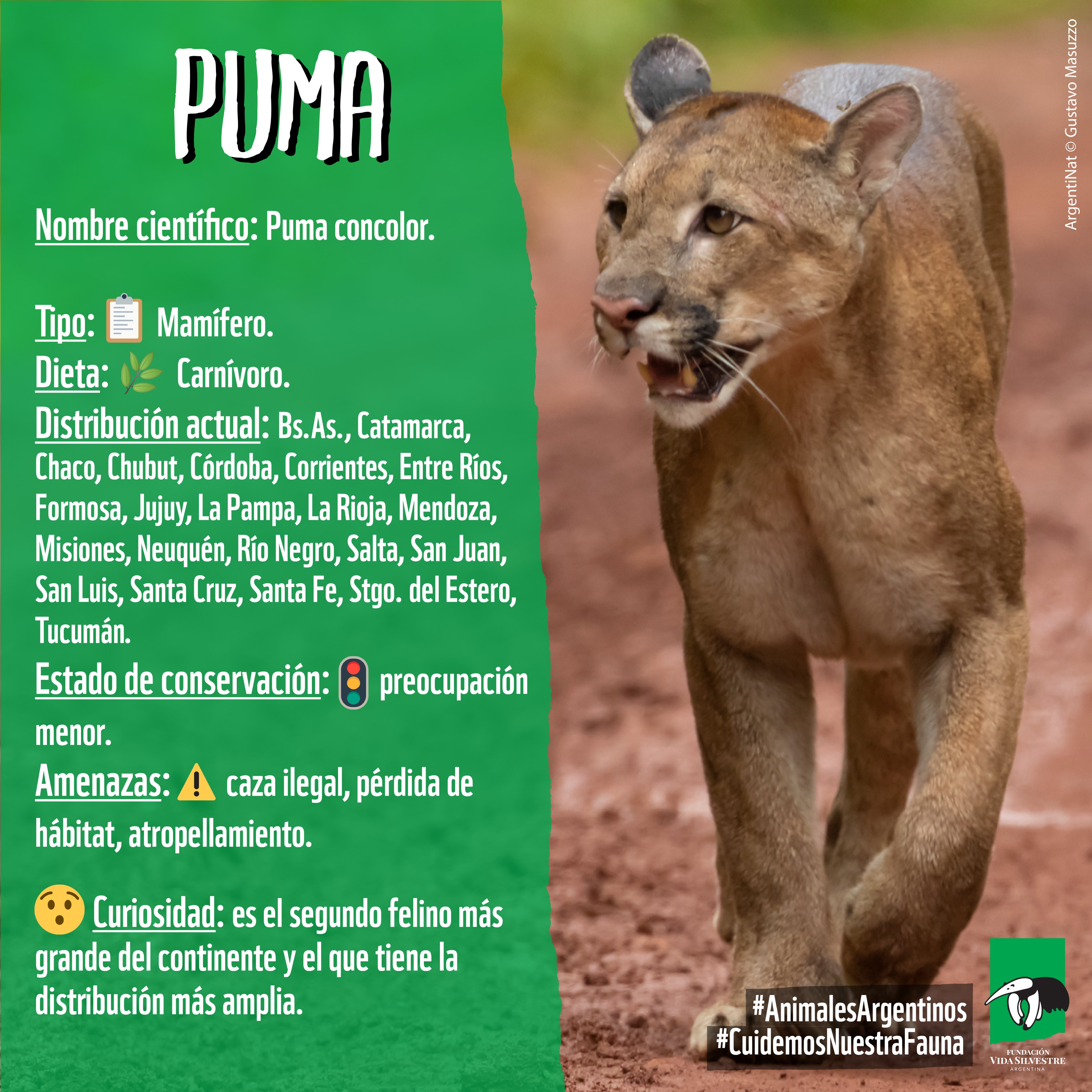 Fundación Vida Silvestre 🇦🇷 on Twitter: "⚠️ A pesar de que su estado de conservación es de preocupación menor (#SAREM), puma se encuentra amenazado por la cacería ilegal, el #atropellamiento y