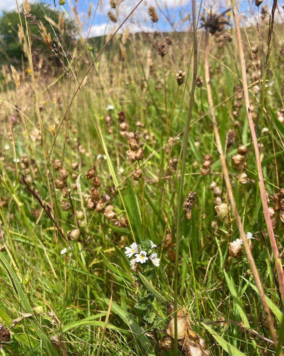 Papillon Gin tweet media