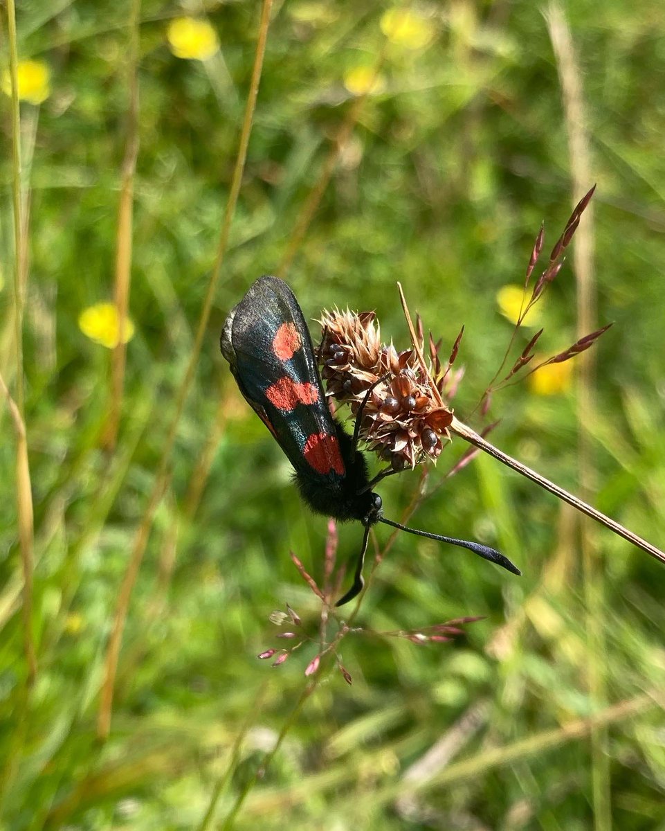 Papillon Gin tweet media
