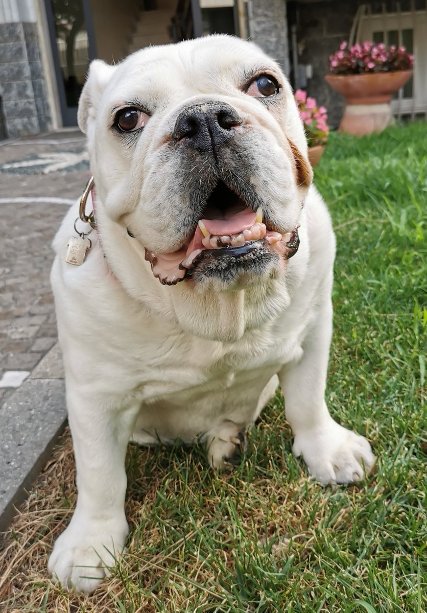 I'm in big trouble with my heart, my lungs are not working well. Yesterday visit with vet, today with cardiologist and Tuesday I will put an holter to understand well what I have. Situation is serious but I feel enough well. Don't be sad and worried for me, love you all ❤️❤️